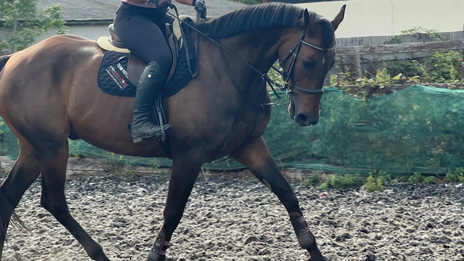 "ROCKIN RUBEN " Bay Gelding All Rounder - Horses