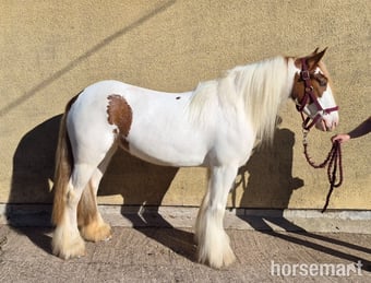 "Pippi" Skewbald Mare All Rounder