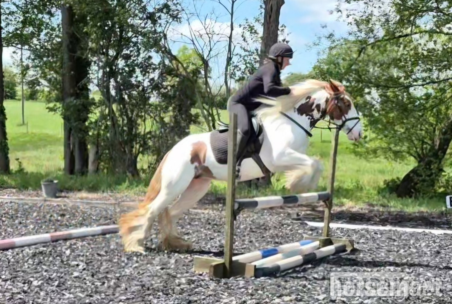 "Pippi" Skewbald Mare All Rounder - Horses in Wolverhampton