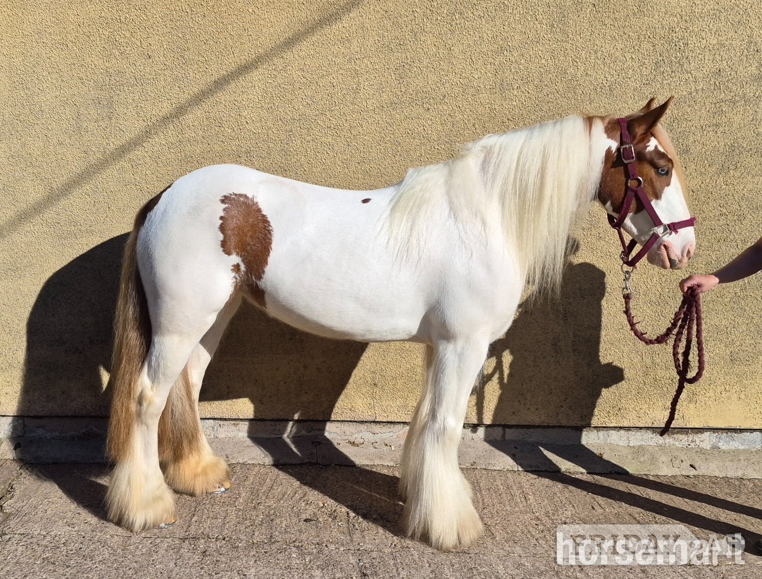 "Pippi" Skewbald Mare All Rounder in Wolverhampton