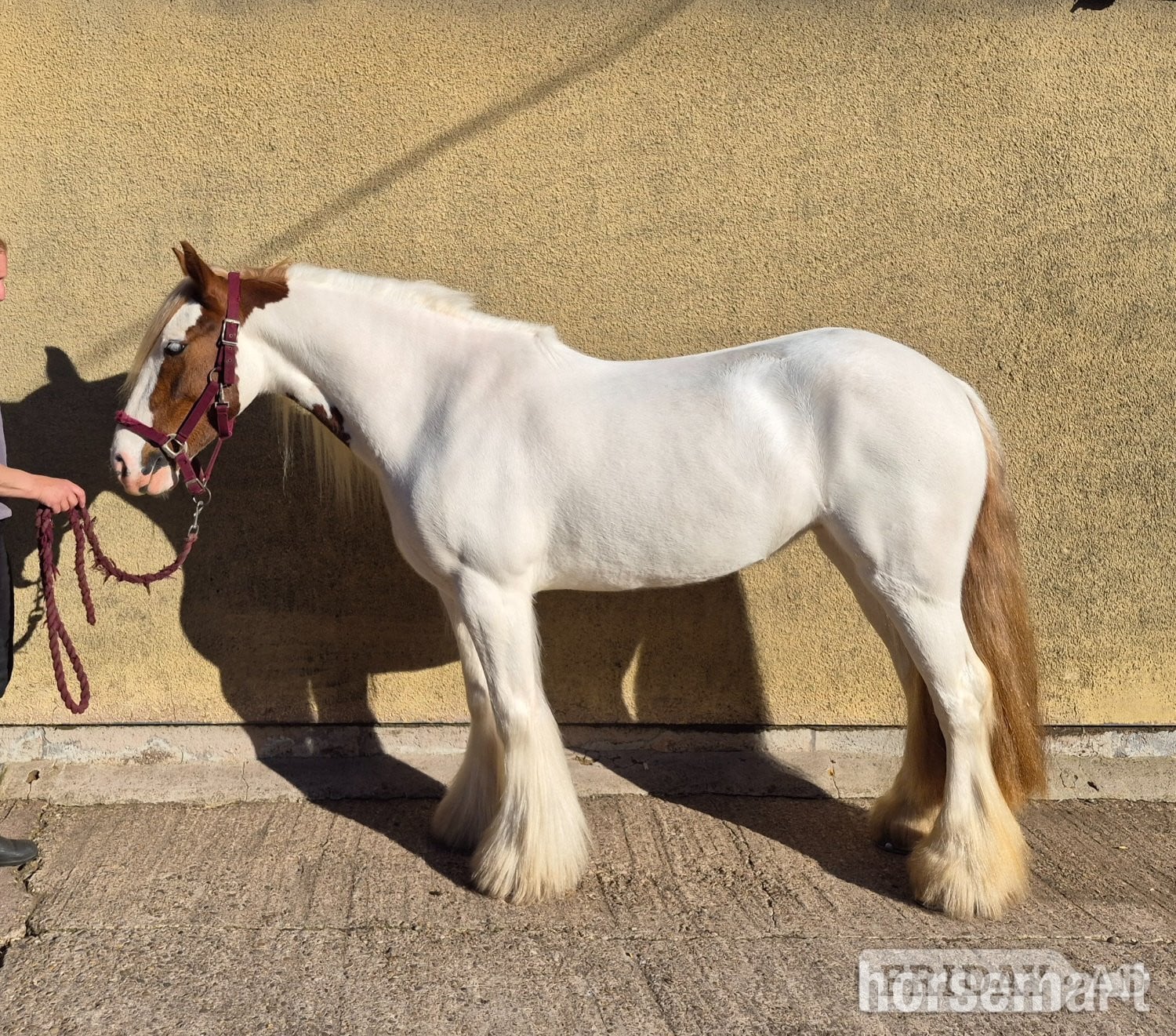 "Pippi" Skewbald Mare All Rounder