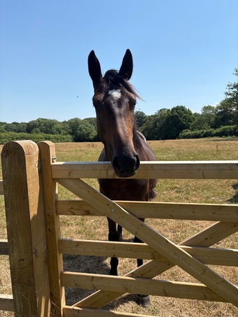 "Foxhills Leonidas" Dark Bay Gelding Youngstock / Foal