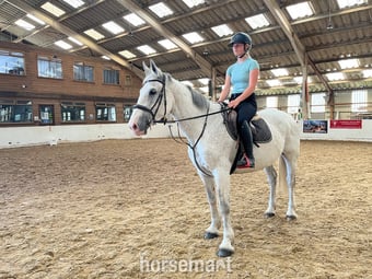 "Freddie " Grey Gelding All Rounder