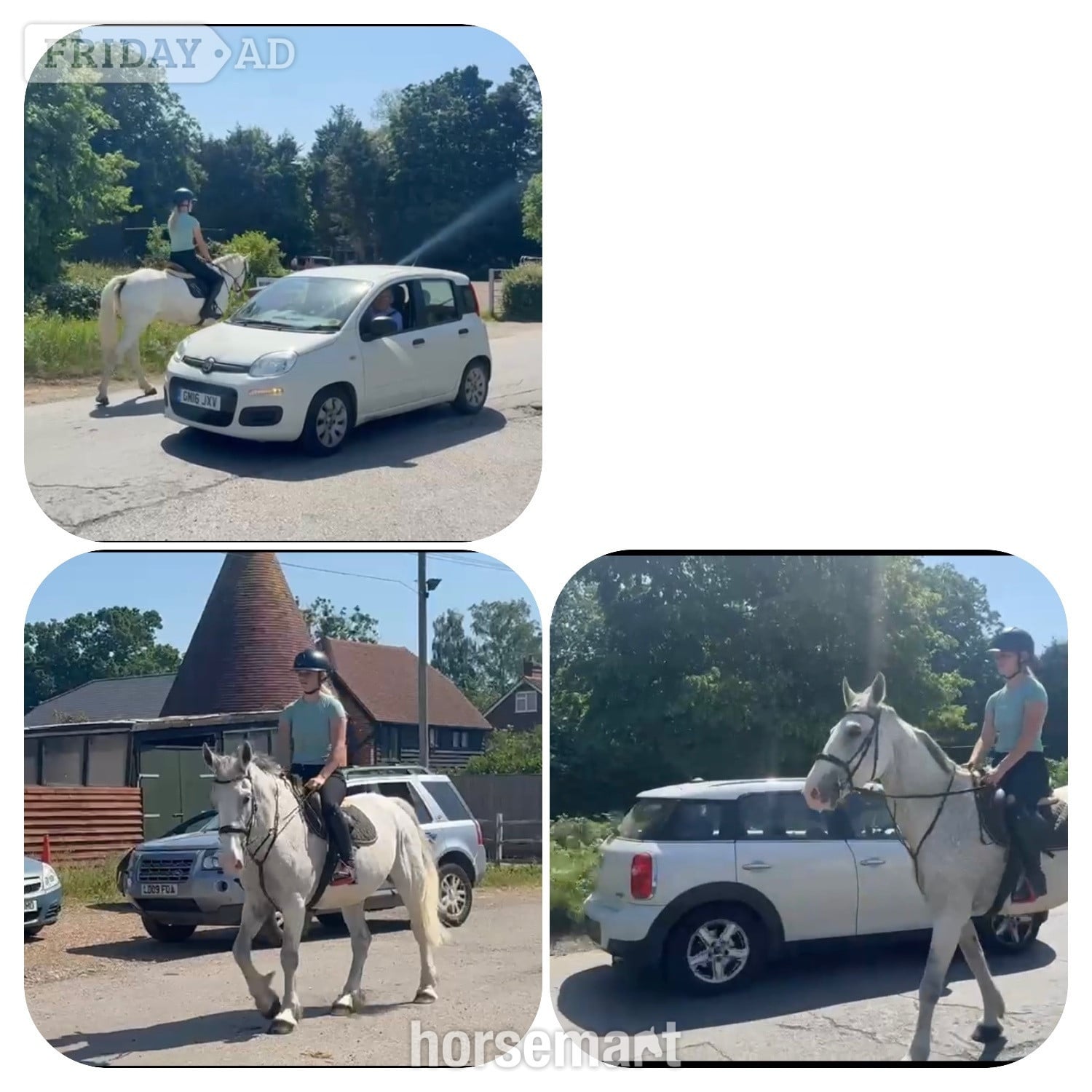 Staplehurst "Freddie " Grey Gelding All Rounder