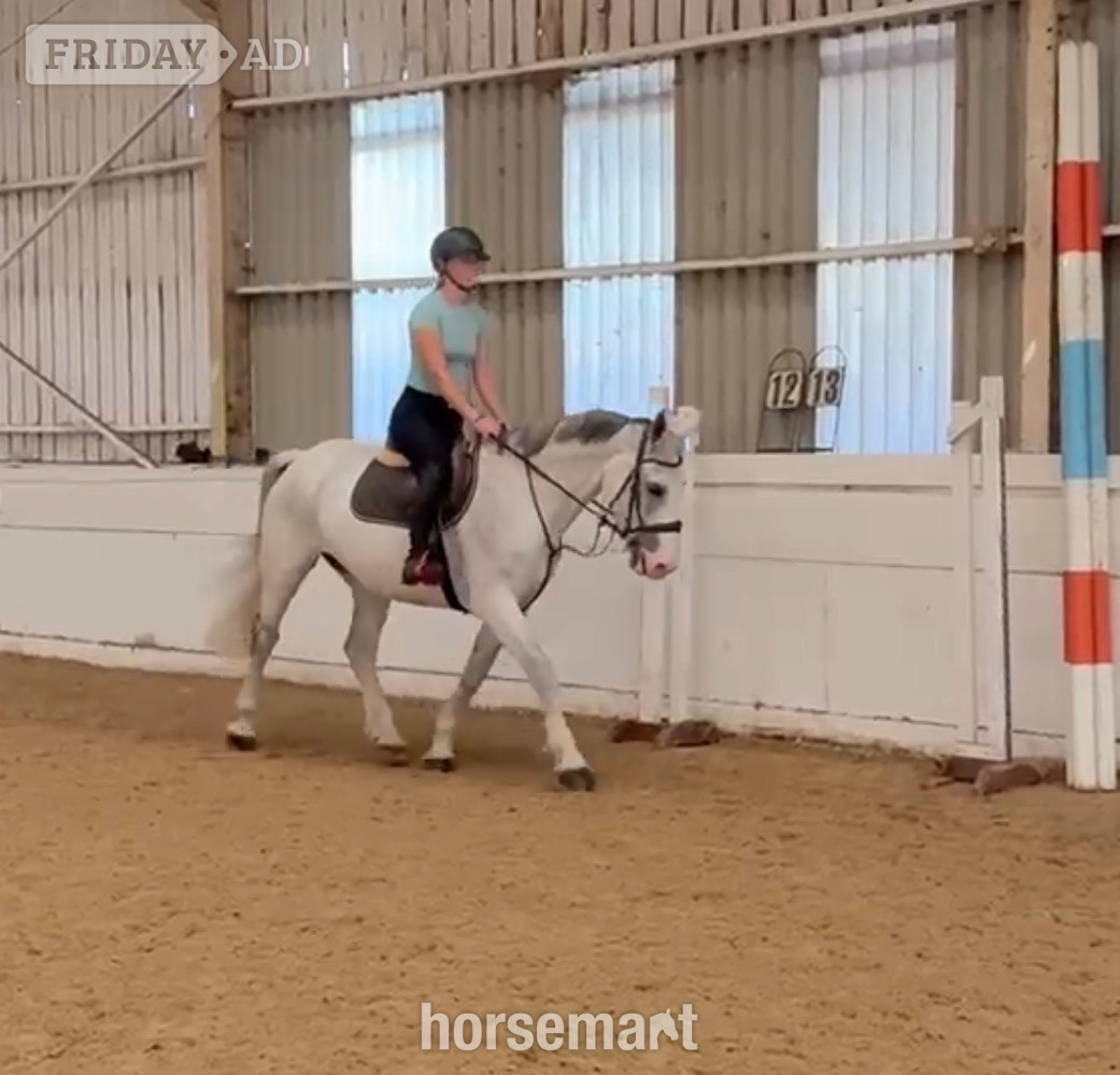 "Freddie " Grey Gelding All Rounder - Horses in Staplehurst