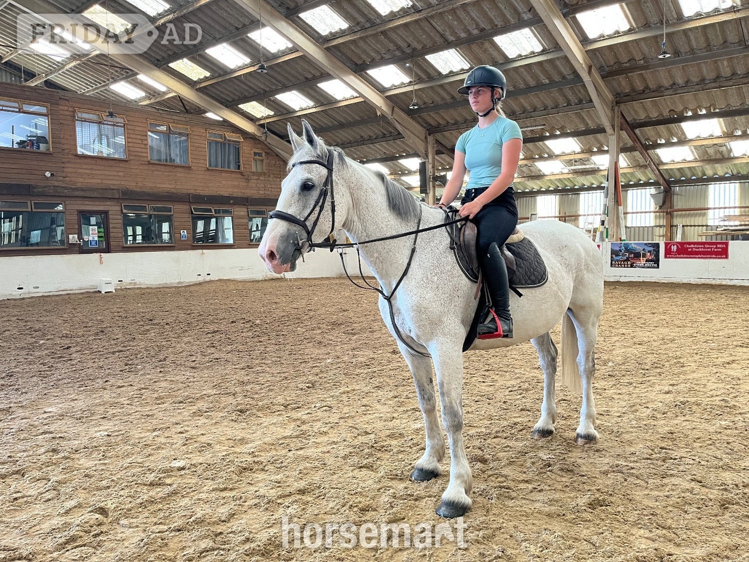 "Freddie " Grey Gelding All Rounder in Staplehurst