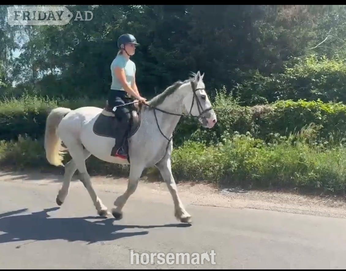 "Freddie " Grey Gelding All Rounder