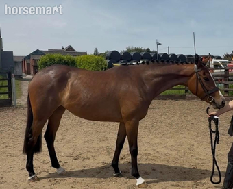 "Millrowes mountain high " Bay Mare Young Sport Horse