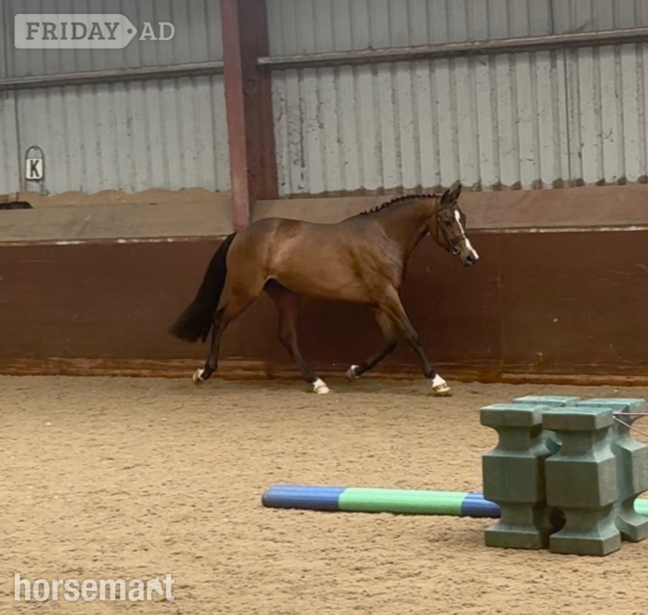 "Millrowes mountain high " Bay Mare Young Sport Horse