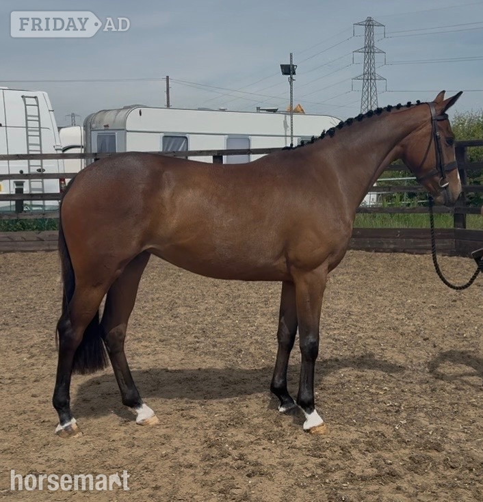 "Millrowes mountain high " Bay Mare Young Sport Horse - Horses in Staining