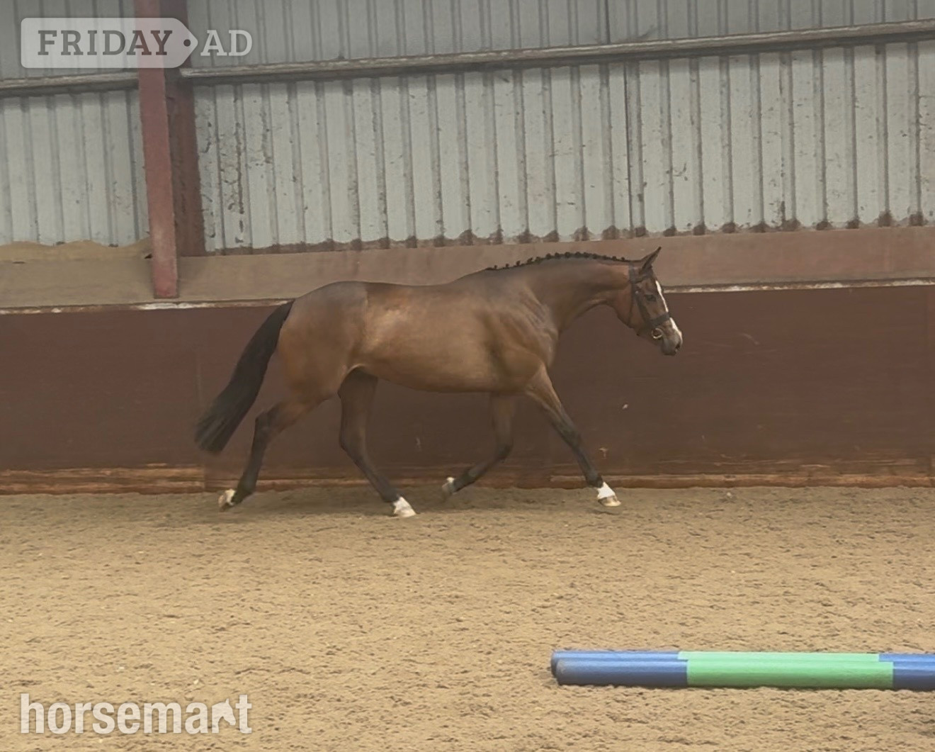 Staining "Millrowes mountain high " Bay Mare Young Sport Horse