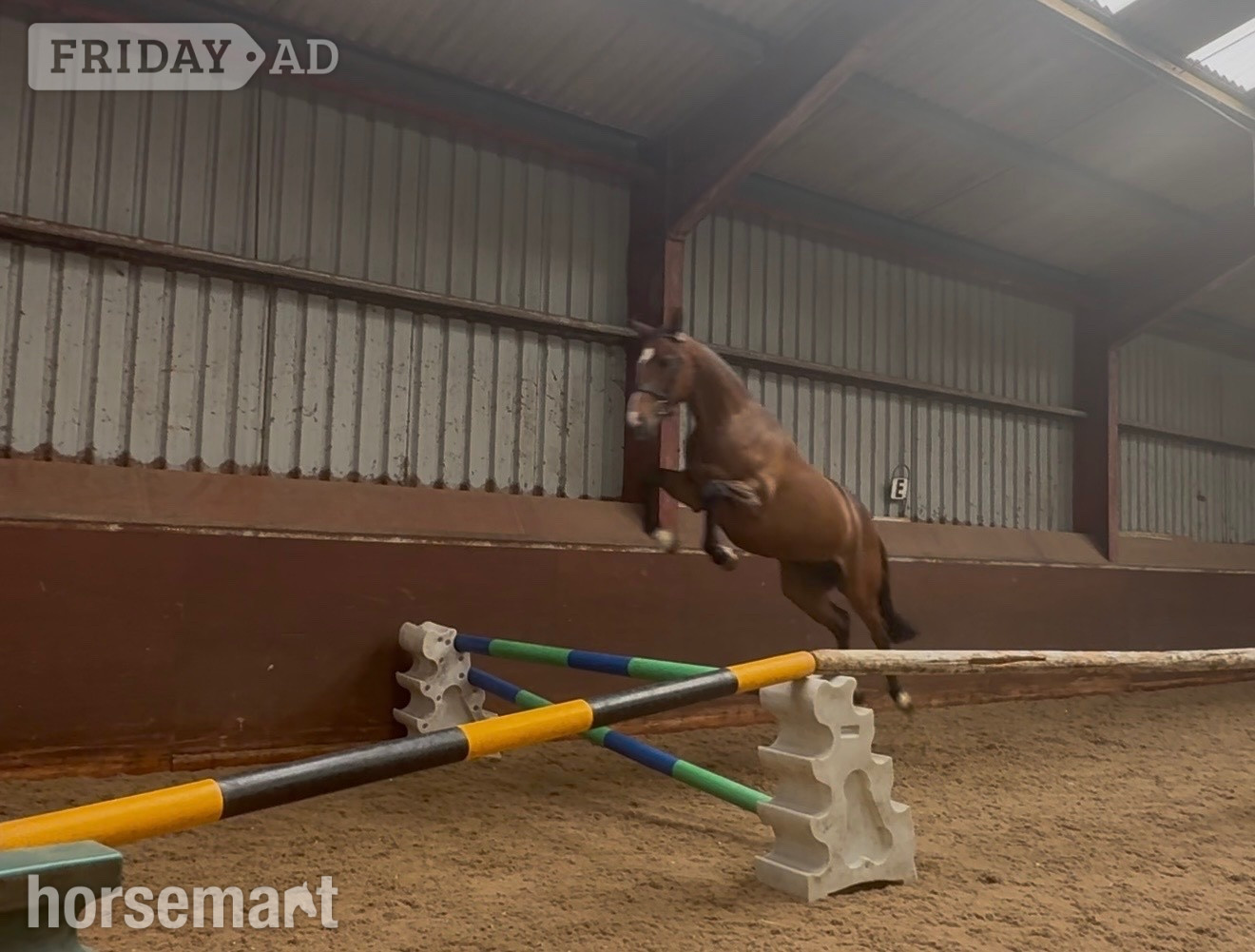 "Millrowes mountain high " Bay Mare Young Sport Horse - Horses