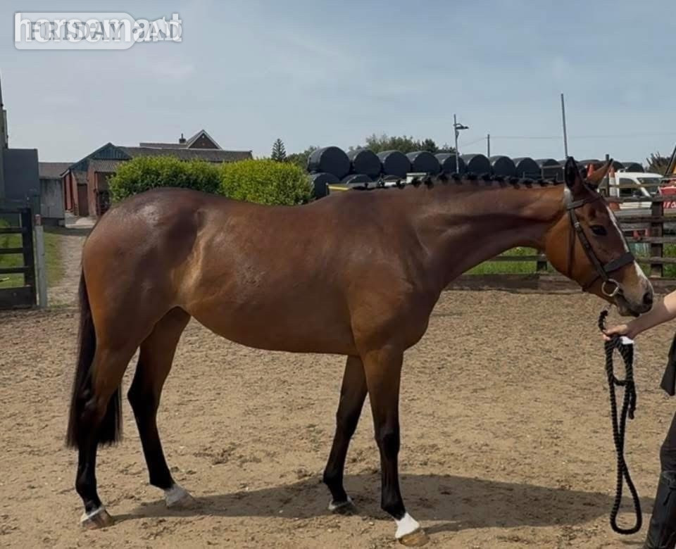 "Millrowes mountain high " Bay Mare Young Sport Horse in Staining