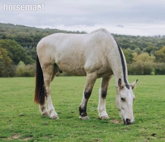 Sharer required for beautiful hacking on the Ashdown Forest 
