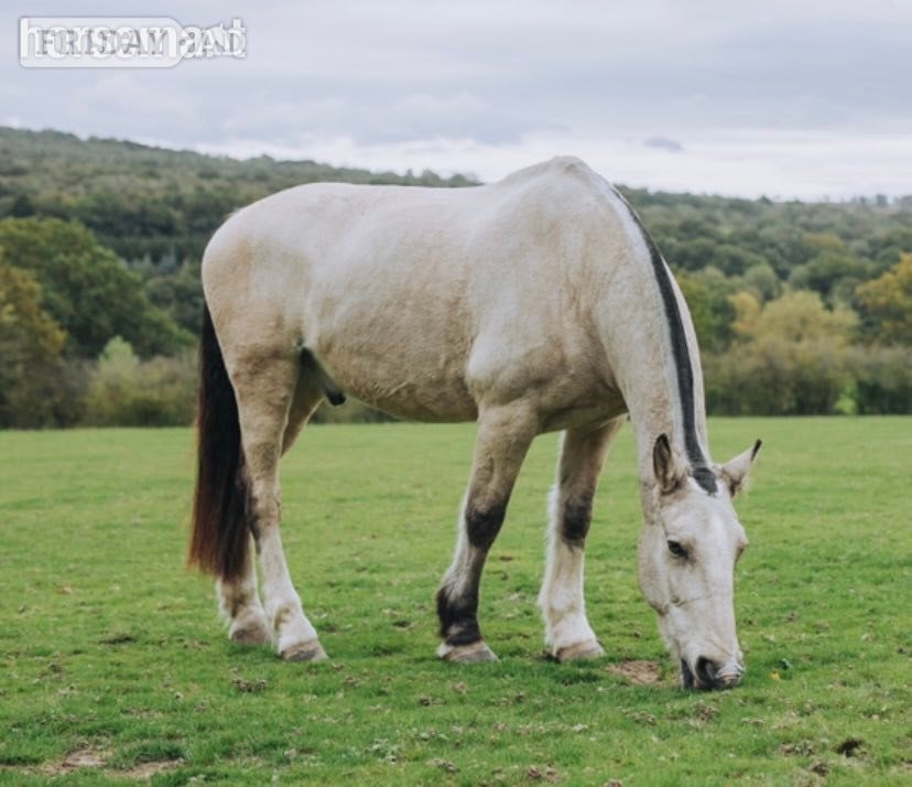 Sharer required for beautiful hacking on the Ashdown Forest  in Hartfield