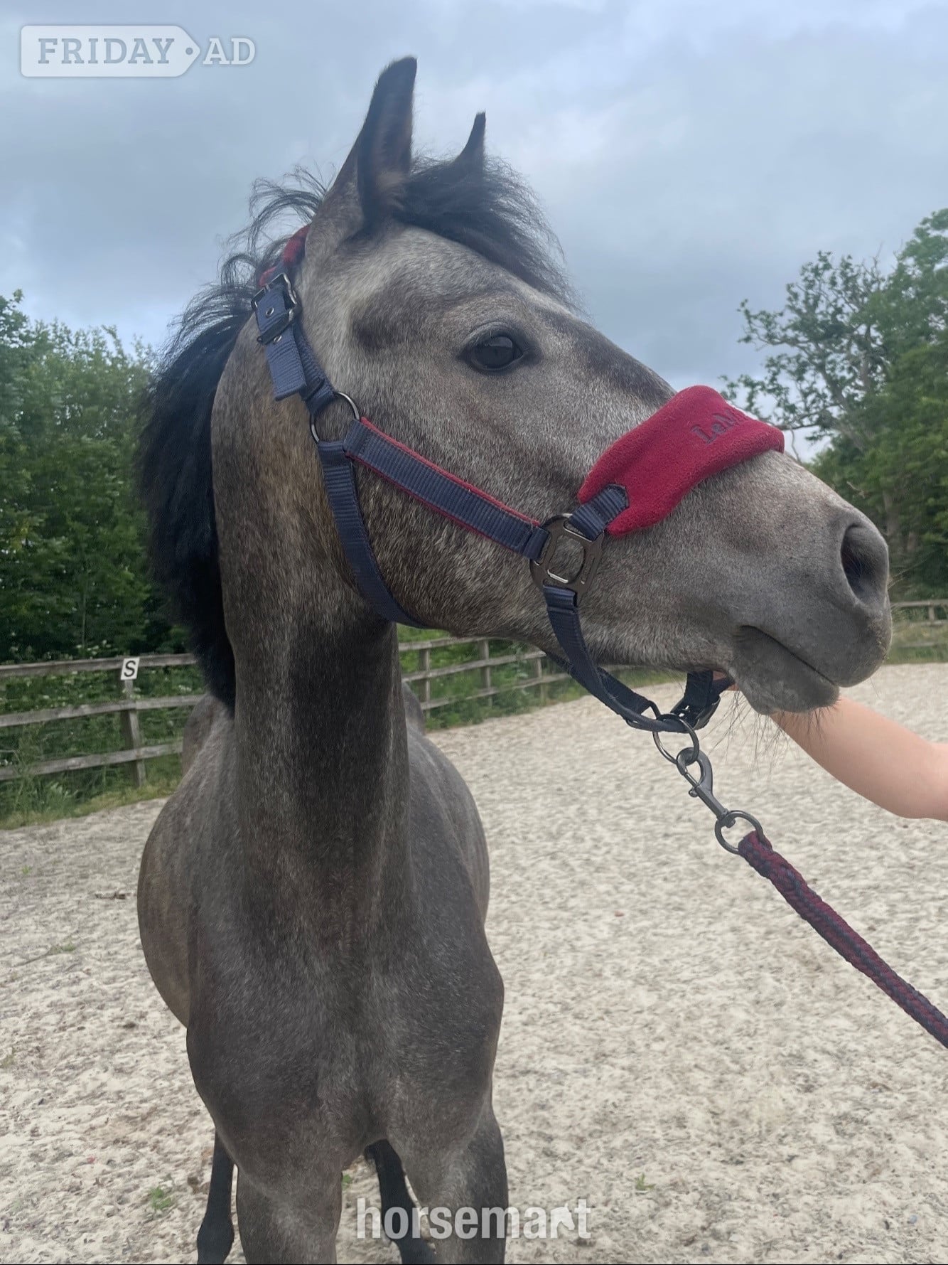 "Beam me up scotty" Grey Colt Youngstock / Foal in Wineham