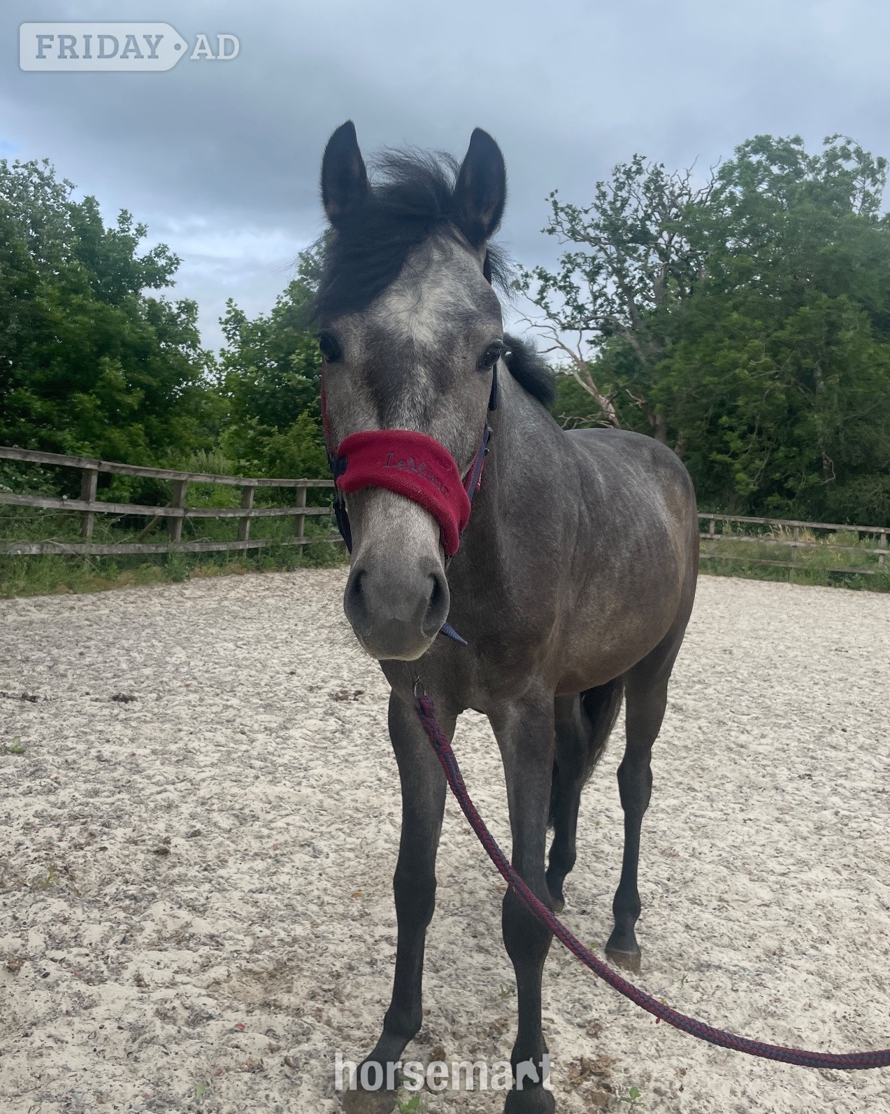 "Beam me up scotty" Grey Colt Youngstock / Foal
