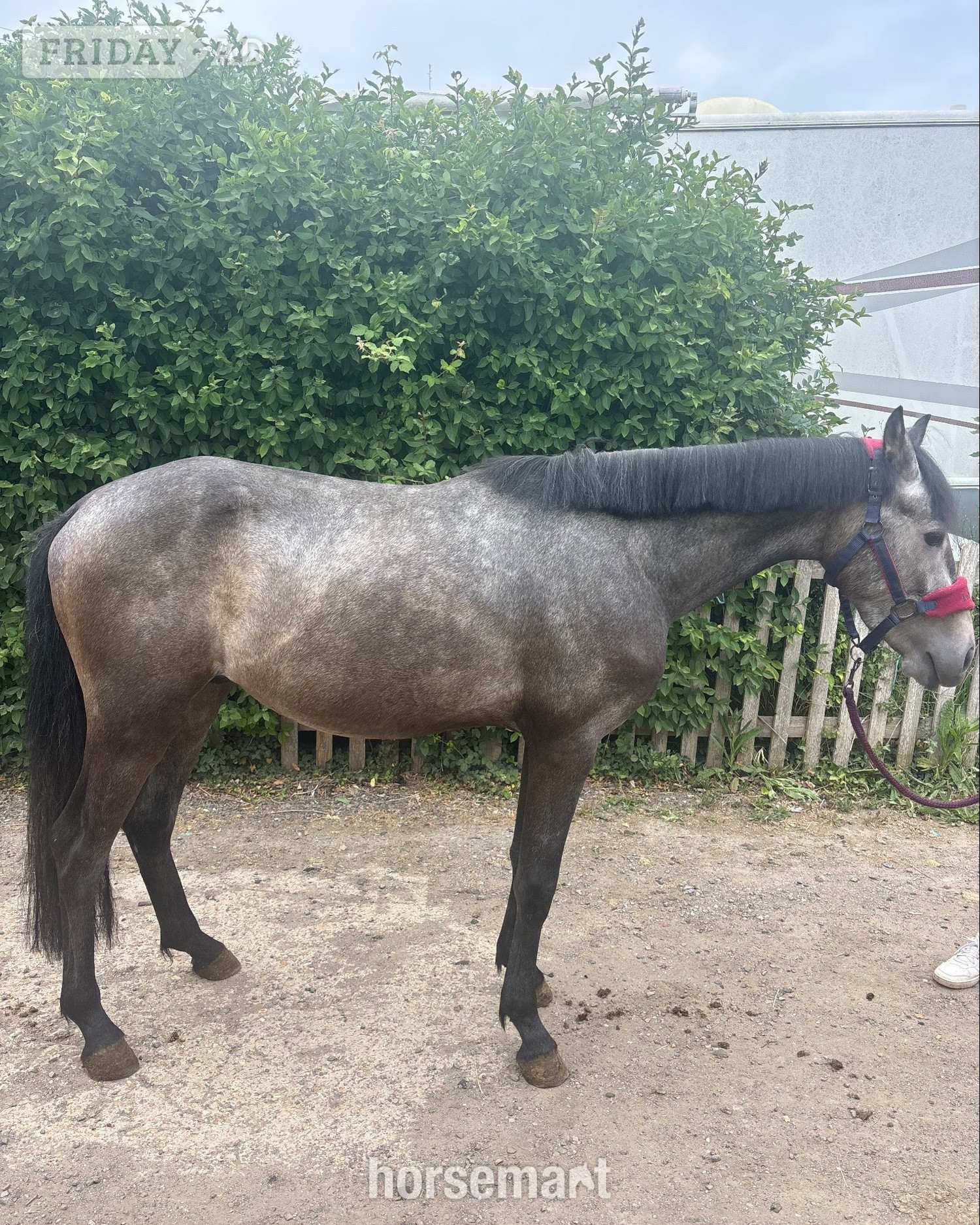 Wineham "Beam me up scotty" Grey Colt Youngstock / Foal
