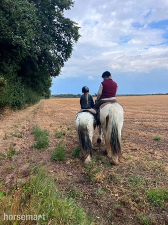 "Sponge Cake" Piebald Mare Lead Rein/First Ridden Pony