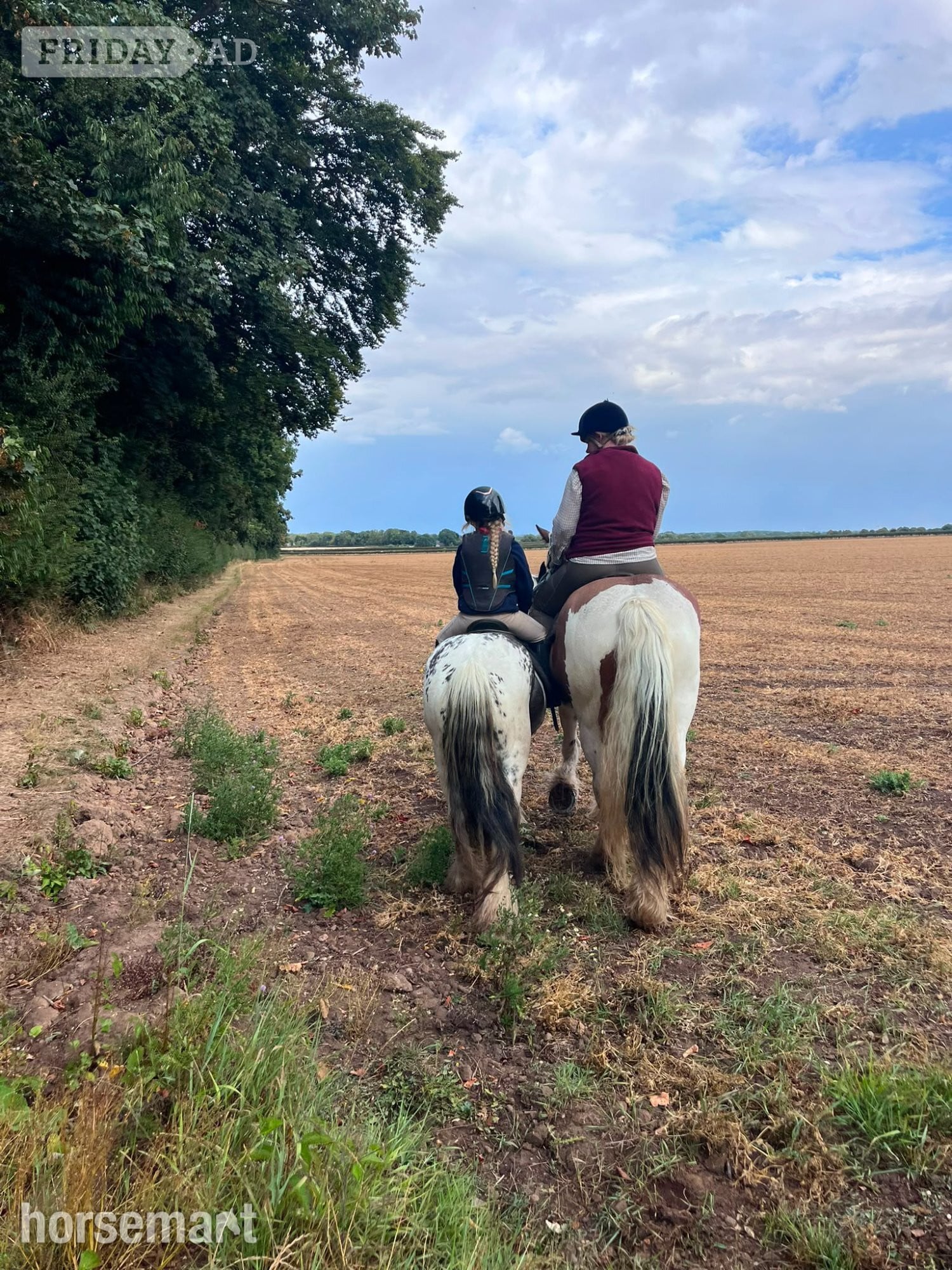 "Sponge Cake" Piebald Mare Lead Rein/First Ridden Pony in Beverley