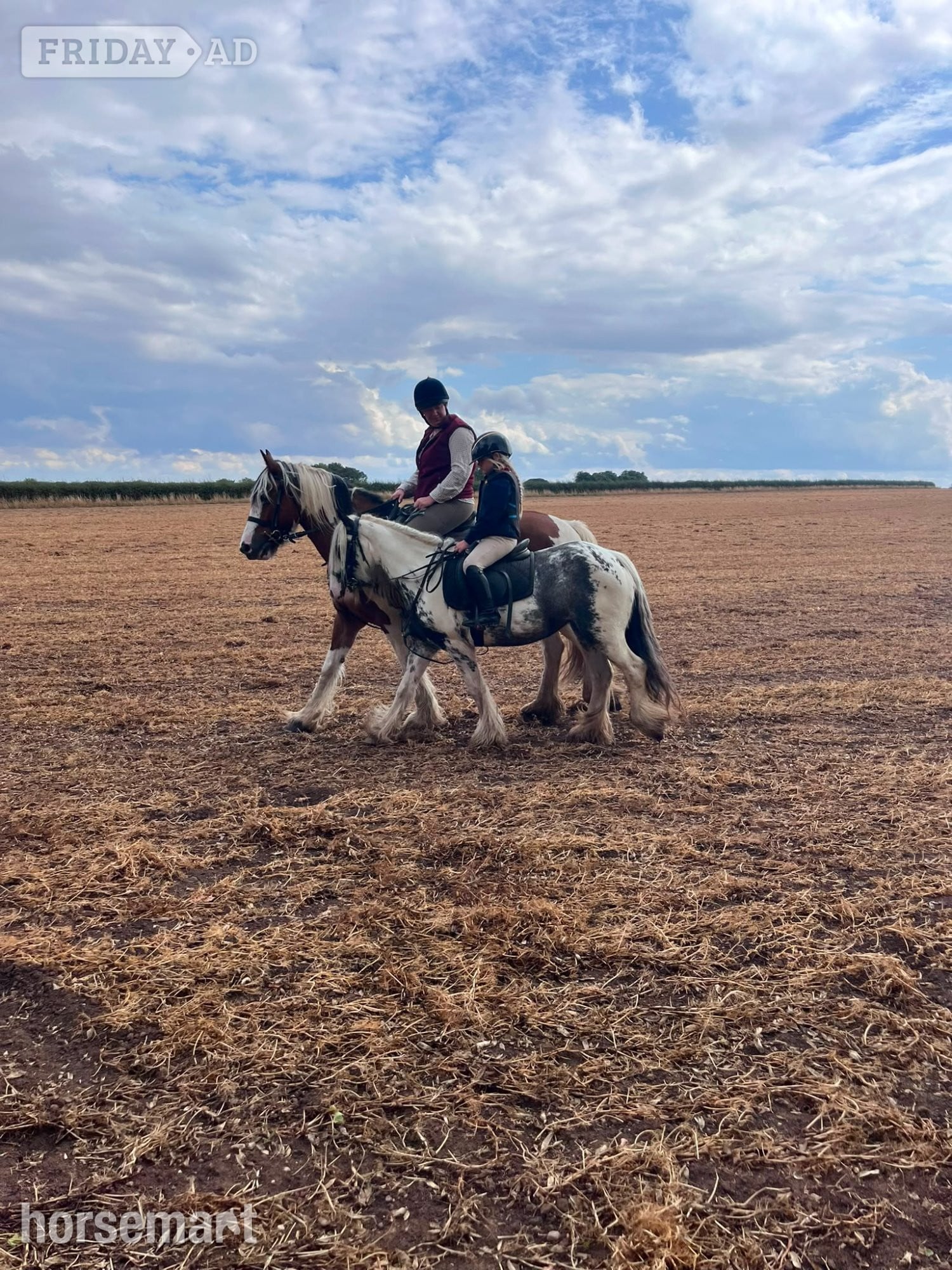 "Sponge Cake" Piebald Mare Lead Rein/First Ridden Pony