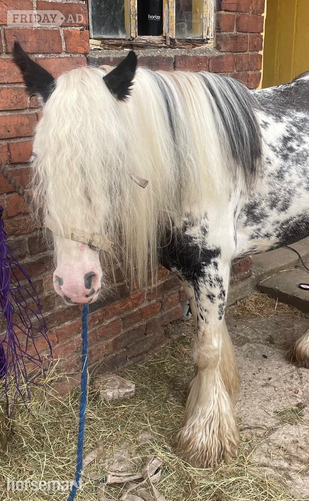 Beverley "Sponge Cake" Piebald Mare Lead Rein/First Ridden Pony