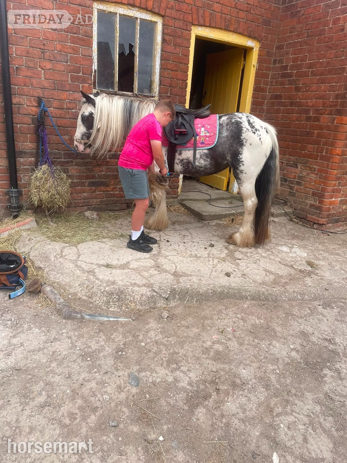 "Sponge Cake" Piebald Mare Lead Rein/First Ridden Pony - Horses