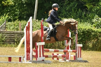 "Elsa (Treflan Cadi) " Chestnut Mare All Rounder