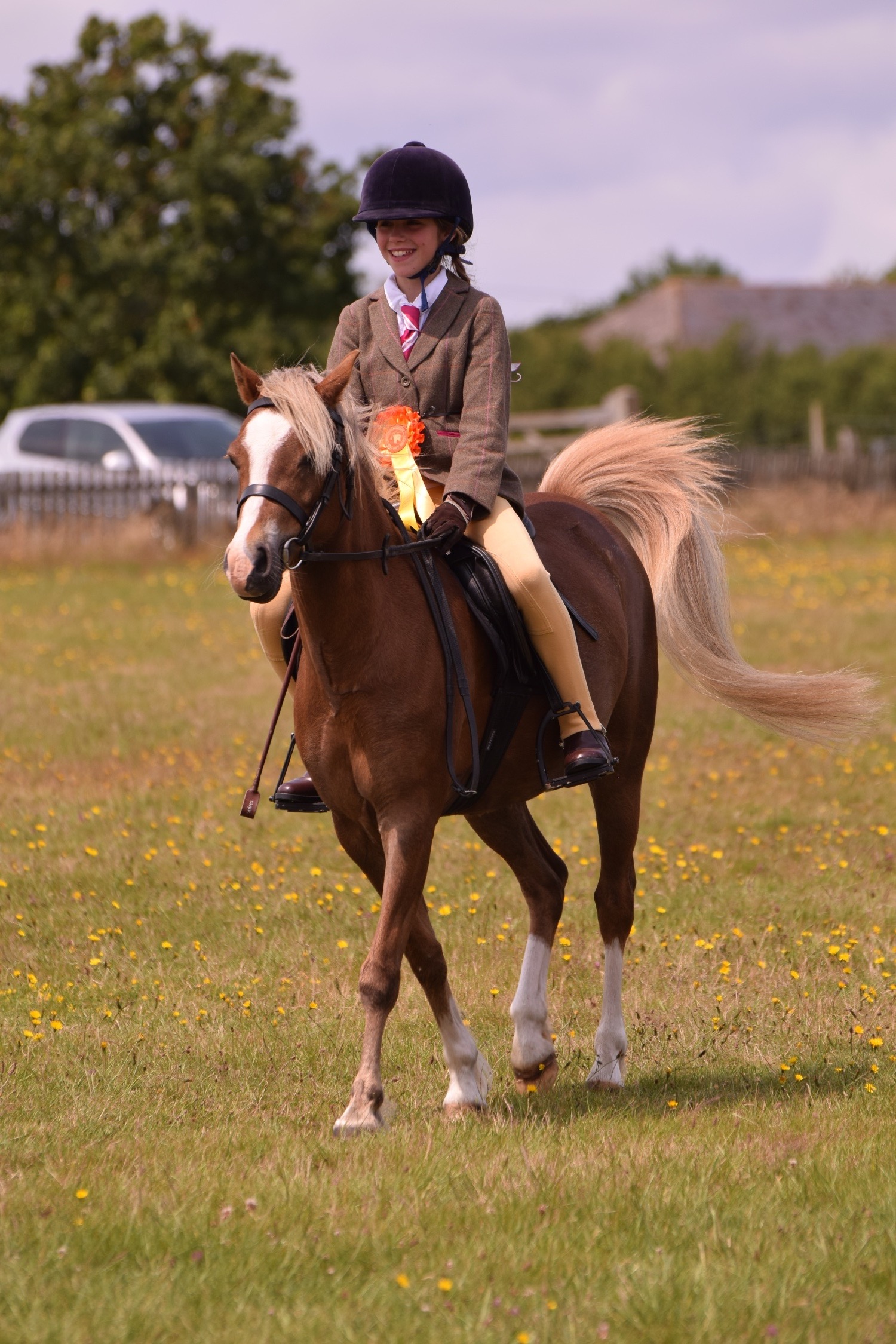 Carisbrooke "Elsa (Treflan Cadi) " Chestnut Mare All Rounder