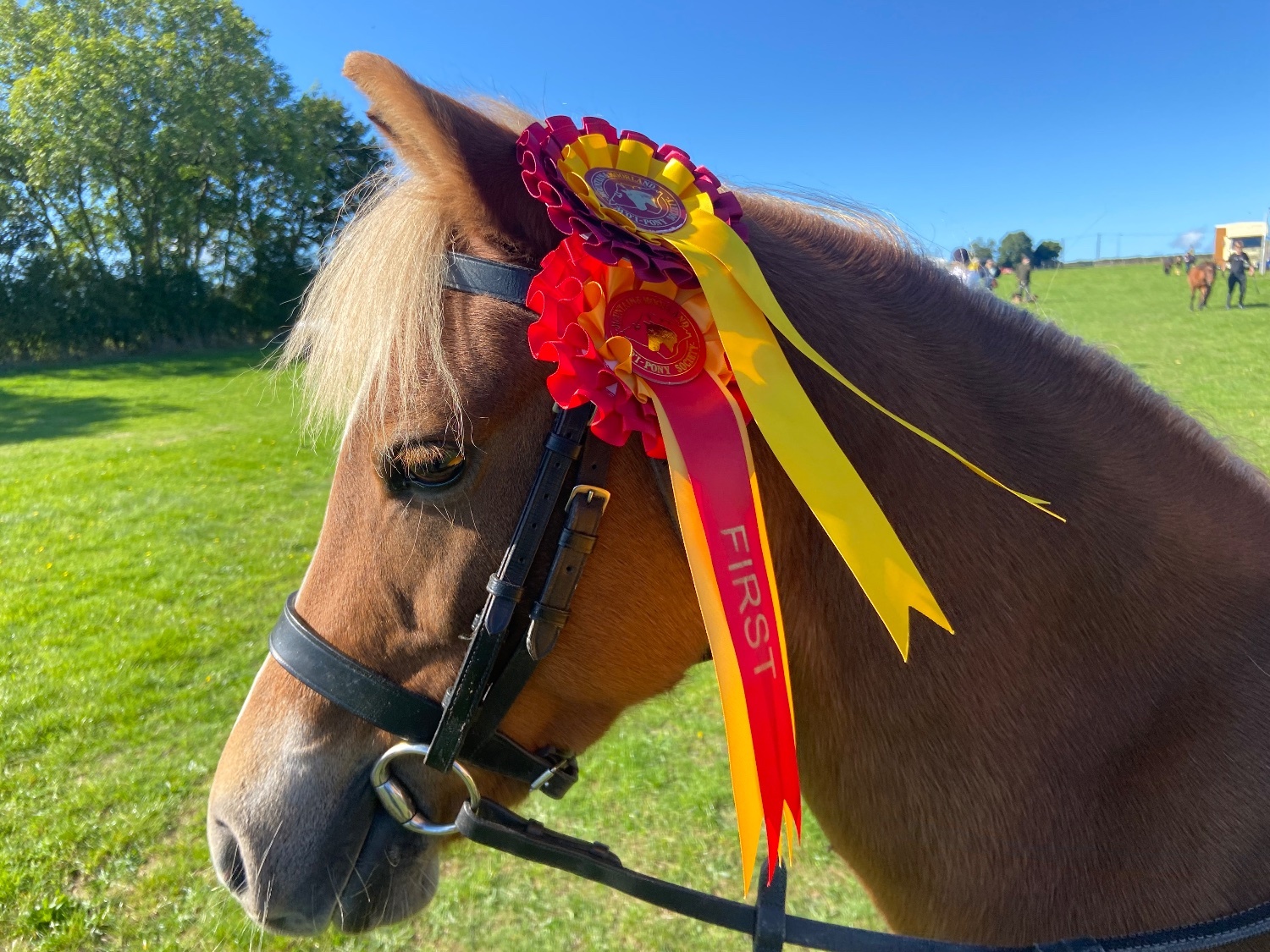 "Elsa (Treflan Cadi) " Chestnut Mare All Rounder - Horses in Carisbrooke