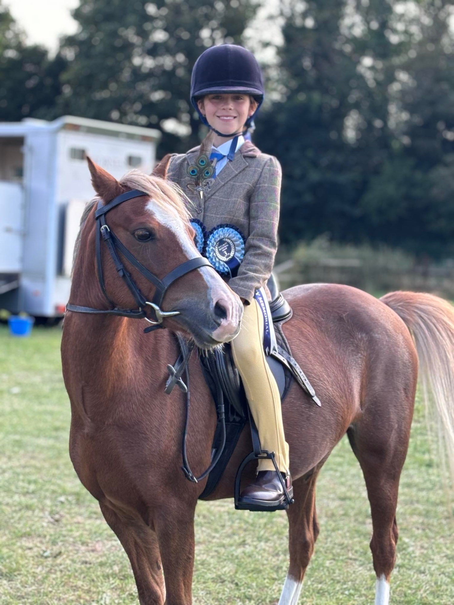 "Elsa (Treflan Cadi) " Chestnut Mare All Rounder - Horses