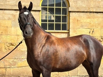 "SPS Magneticia" Dark Bay Gelding Young Sport Horse