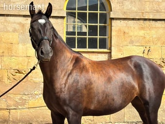 "SPS Magneticia" Dark Bay Gelding Young Sport Horse