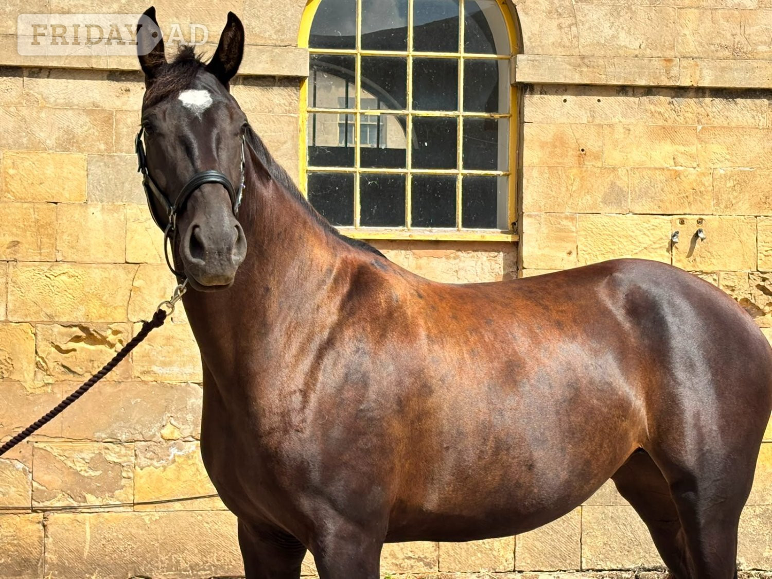 "SPS Magneticia" Dark Bay Gelding Young Sport Horse in Pontefract