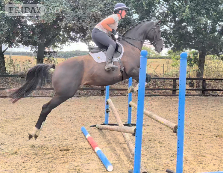 "SPS Magneticia" Dark Bay Gelding Young Sport Horse