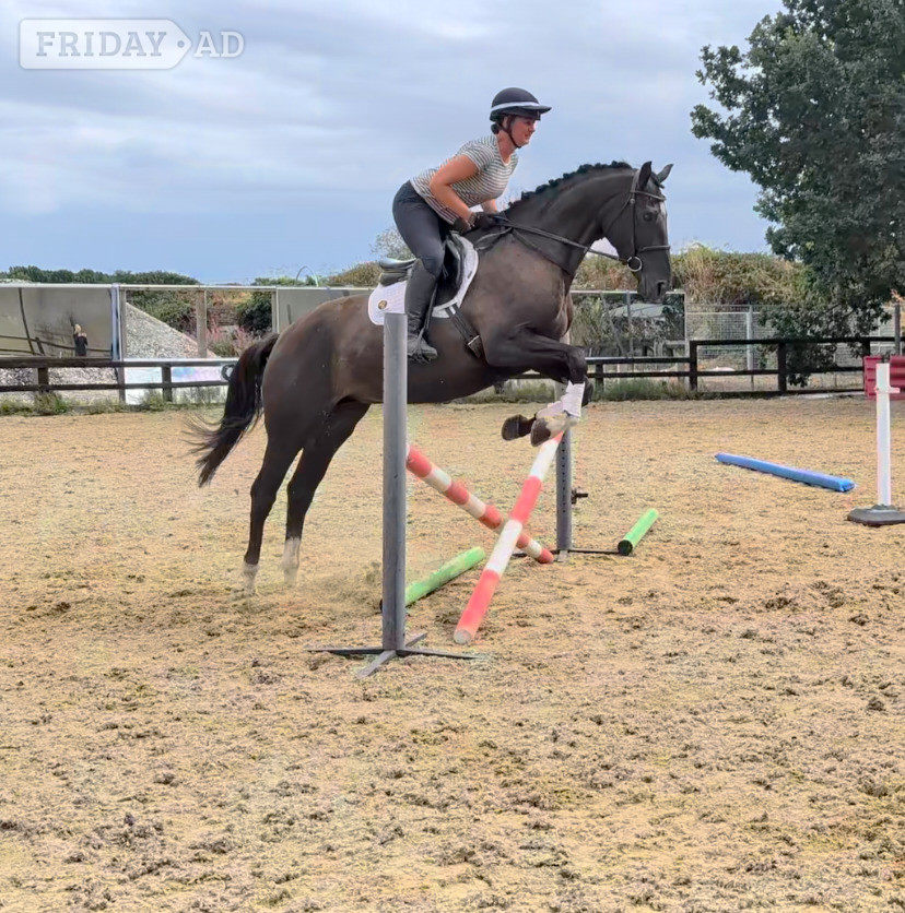 Pontefract "SPS Magneticia" Dark Bay Gelding Young Sport Horse