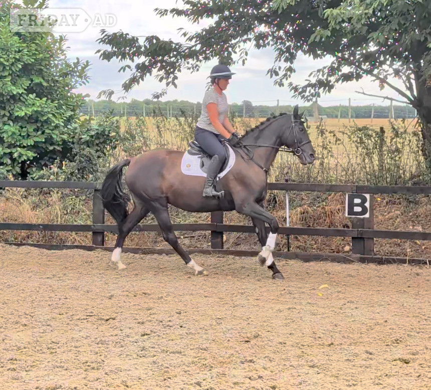 "SPS Magneticia" Dark Bay Gelding Young Sport Horse - Horses