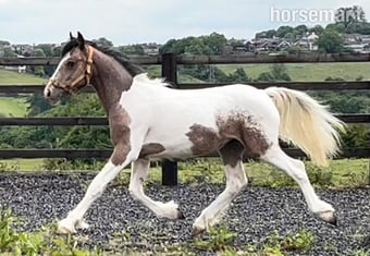 "Maddi" Lemon &amp; White Filly Coloured