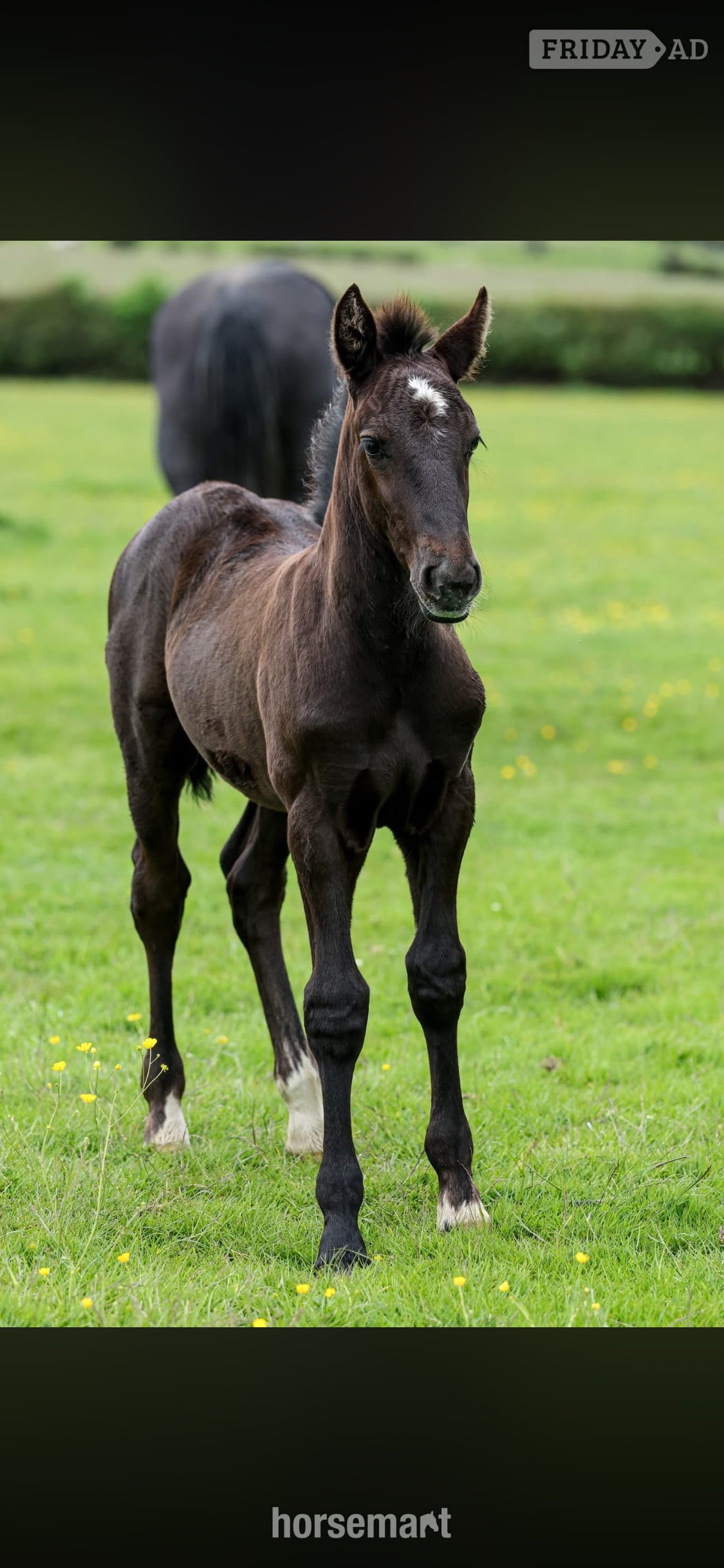 "George"  Colt Youngstock / Foal