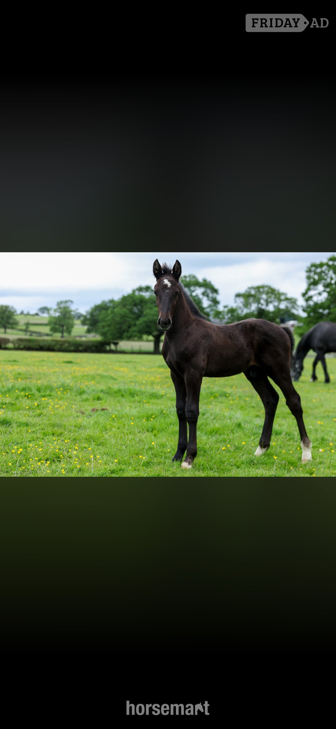 "George"  Colt Youngstock / Foal in Crook