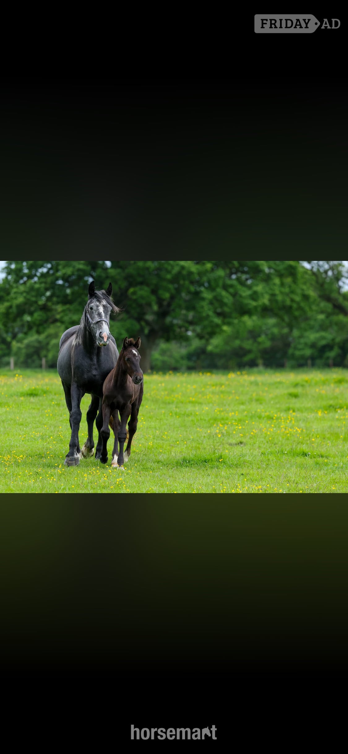 Crook "George"  Colt Youngstock / Foal