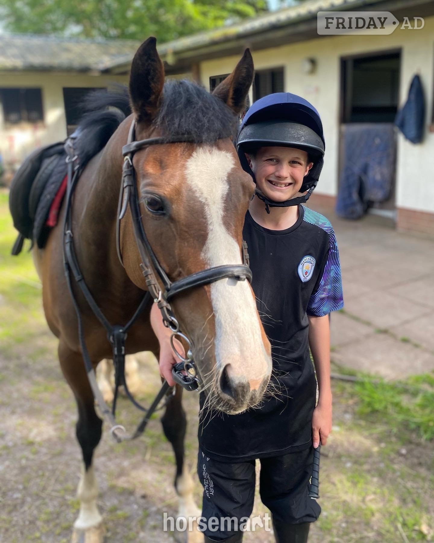 "Mini Monica " Bay Mare All Rounder in Carmarthen