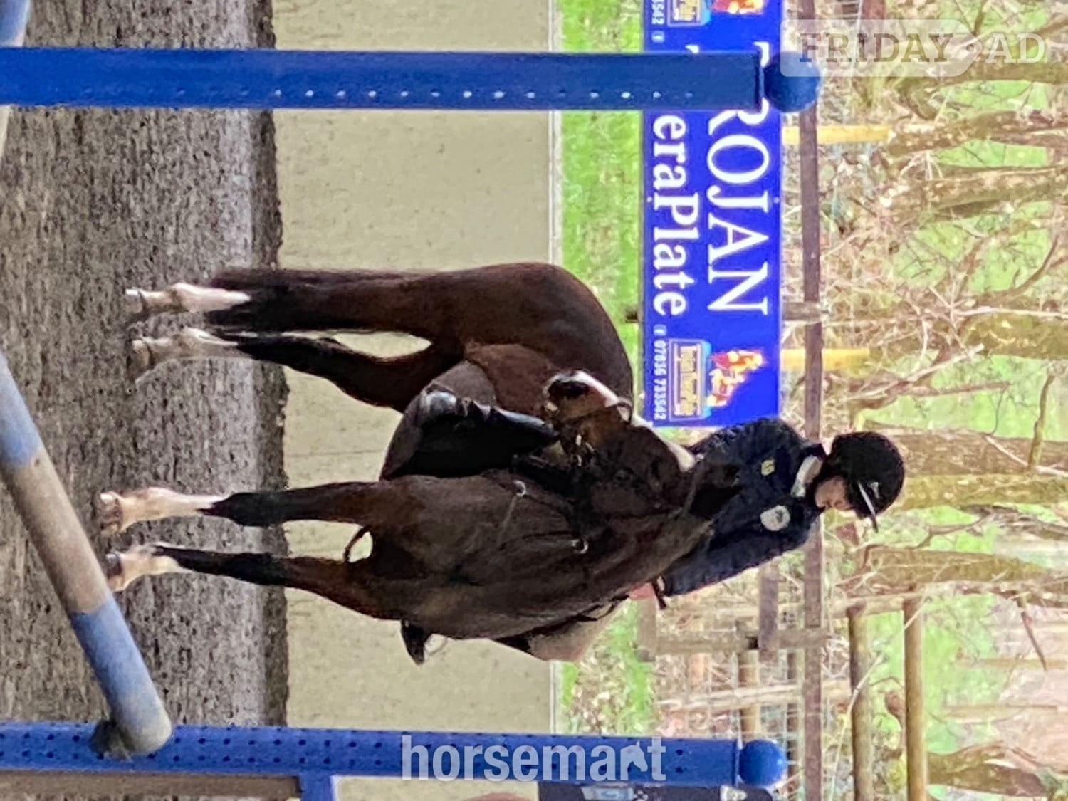 Carmarthen "Mini Monica " Bay Mare All Rounder