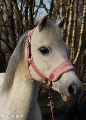 "Millie " Grey Mare All Rounder