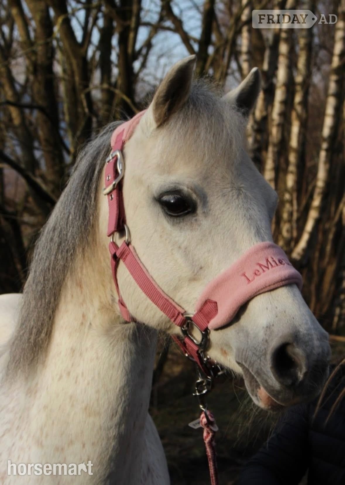 "Millie " Grey Mare All Rounder in Stirling