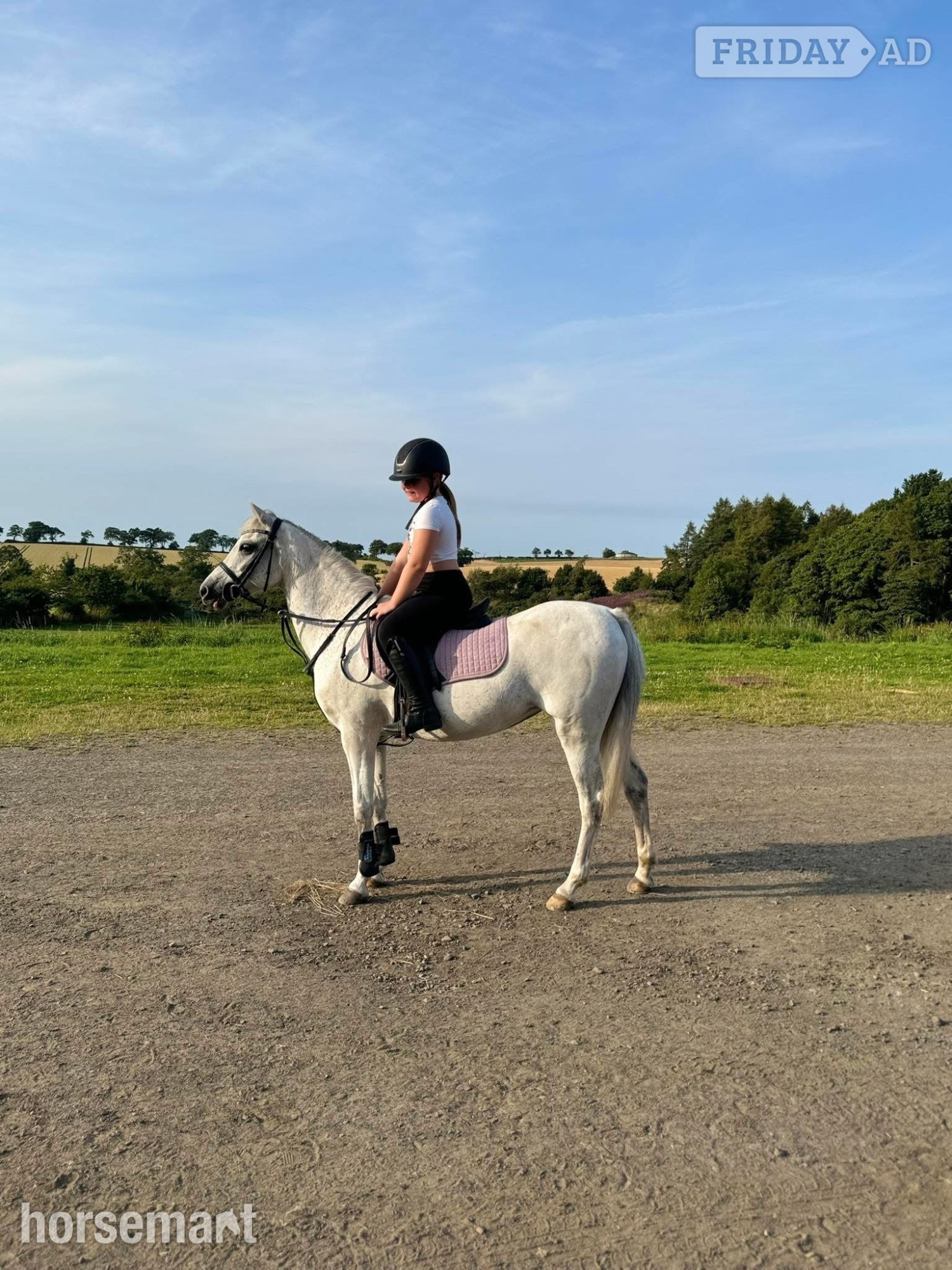 "Millie " Grey Mare All Rounder