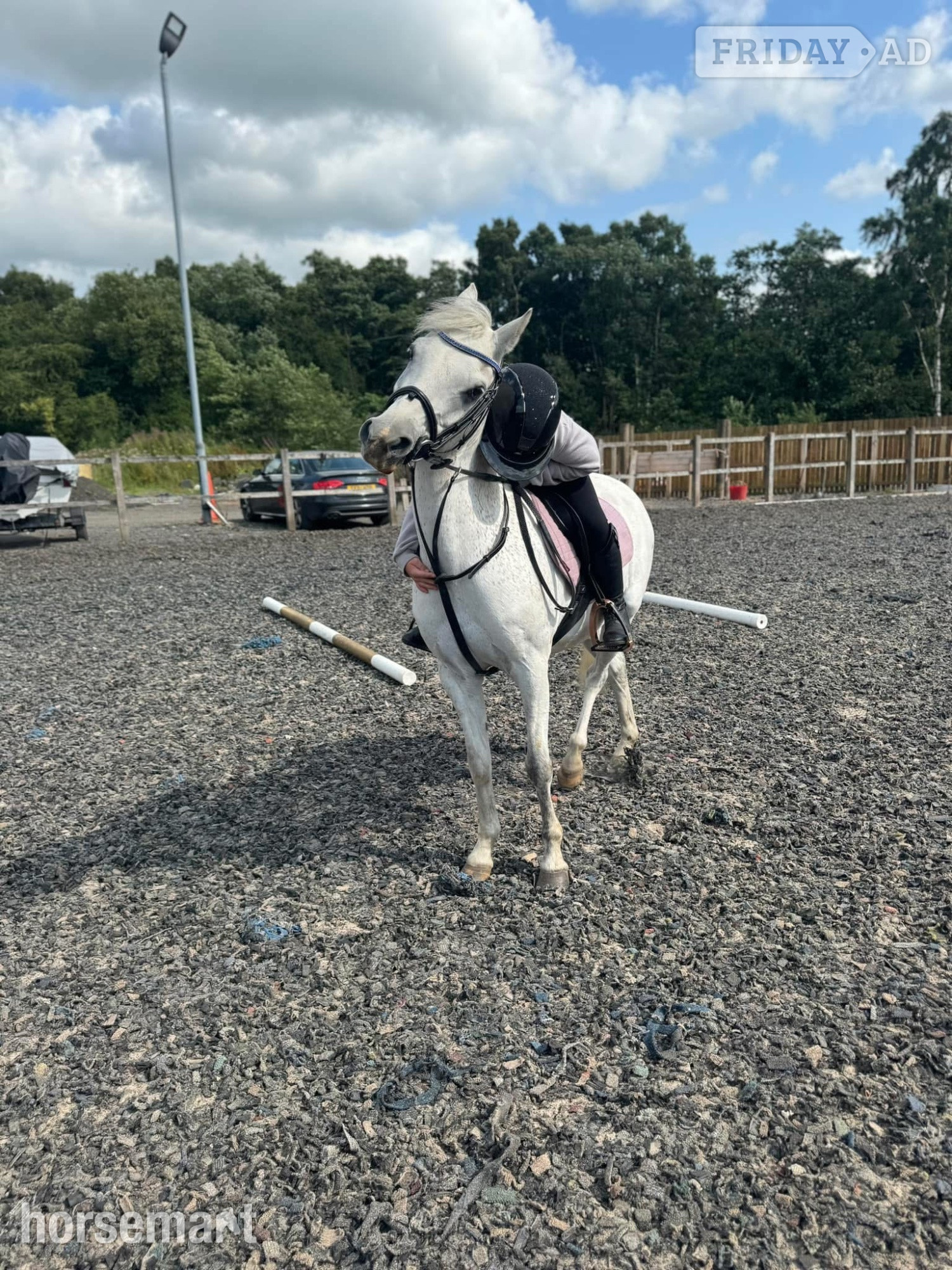 "Millie " Grey Mare All Rounder - Horses in Stirling