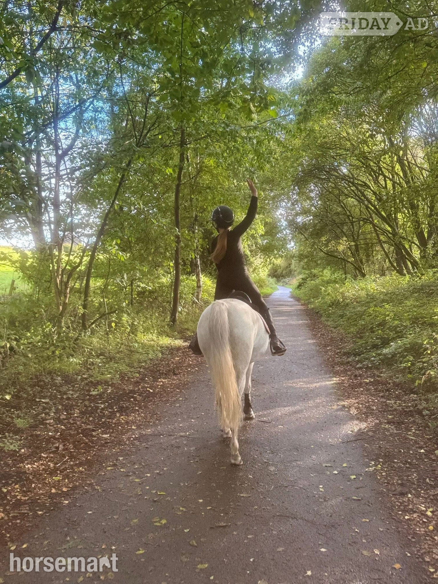"Millie " Grey Mare All Rounder - Horses
