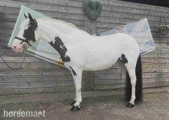 "Flossie" Coloured Mare Pony Club Pony
