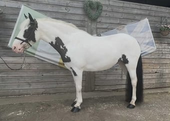 "Flossie" Coloured Mare Pony Club Pony